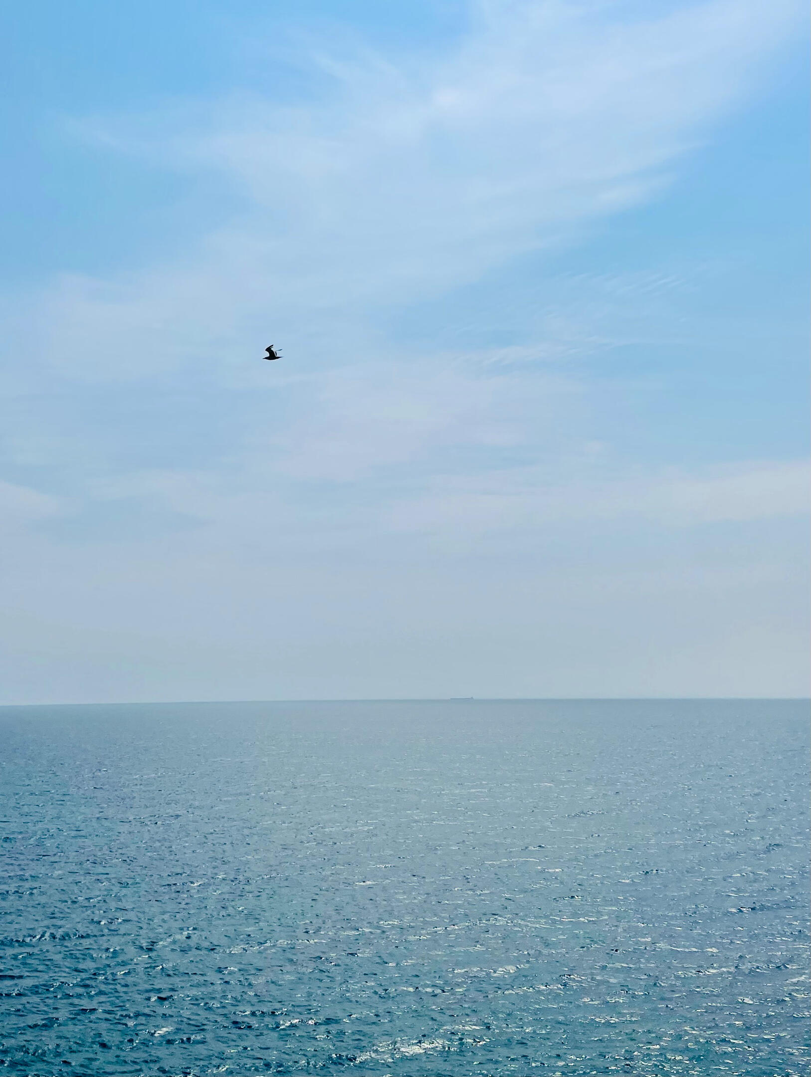 Lone bird over superior Lone bird over superior