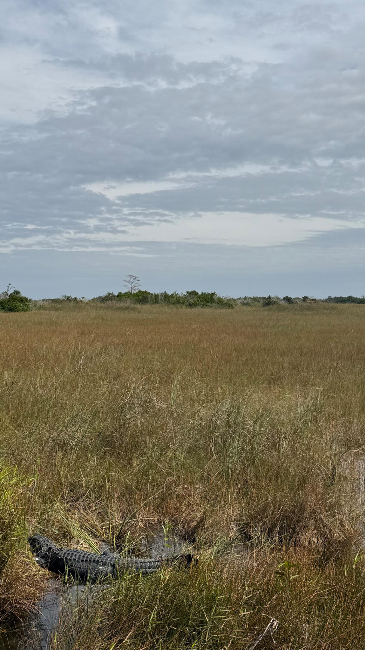 Everglades alligator Everglades alligator