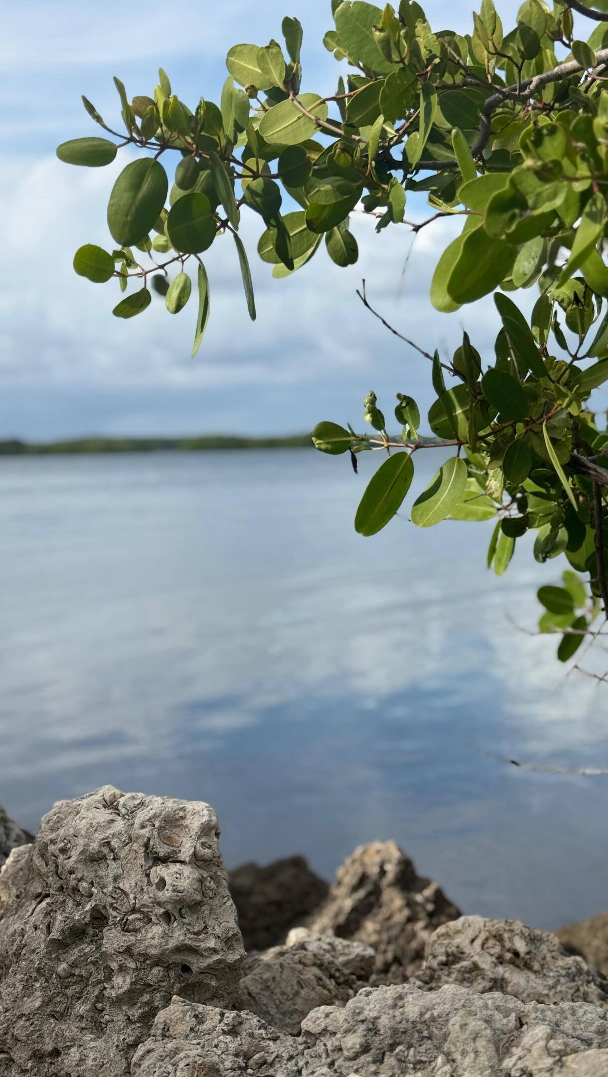 Biscayne Biscayne
